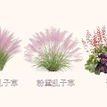 Colorful Shrub Collection Featuring Pink Muhly Grass Purple Muhly Grass and Heuchera Plants