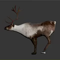 Brown and White Reindeer With Large Antlers Standing On Gray Background