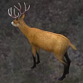 Swamp Deer Animal Creatures 3d model