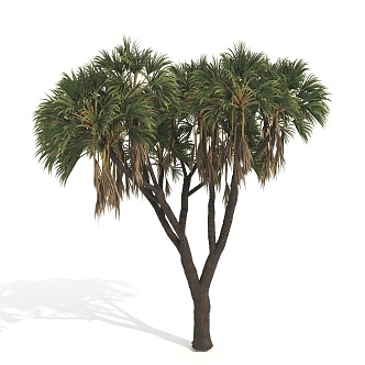 Plants Trees Big Trees Arbor 3d model