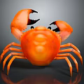 Vibrant Orange Crab with Prominent Large Claws Isolated on Dark Background