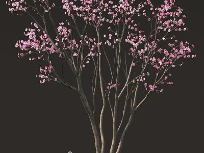Beautiful Pink Cherry Blossom Tree With Delicate Branches And Flowers 3d model