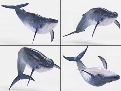 Aquatic Animal Whale Displayed in Four Different Angles with Detailed Features 3d model