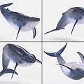 Blue Whale with Bound and Animated Whale Sea Creatures 3d model