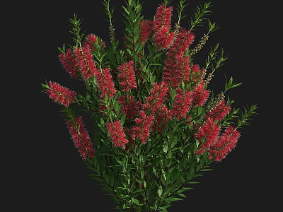 Vibrant Red Flowering Bush With Dense Green Leaves And Lush Foliage 3d model