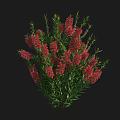 Vibrant Red Flowering Bush With Dense Green Leaves And Lush Foliage