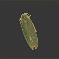 Shiny Metallic Green Beetle With Red Orange Tail Isolated On Gray Background