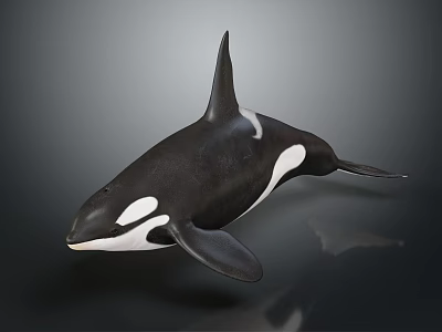 Orca With Black And White Body Streamlined Shape Dorsal Fin Pectoral Fins And Swimming Pose 3d model