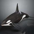 Orca With Black And White Body Streamlined Shape Dorsal Fin Pectoral Fins And Swimming Pose