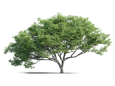 Lush Green Arbor With Dense Foliage Strong Branches And Sturdy Trunk 3d model