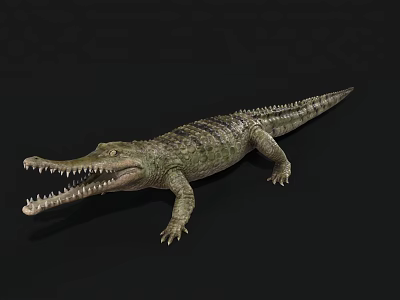 Reptile Crocodile with Open Mouth Sharp Teeth and Green Scales on Black Background 3d model