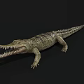 Reptile Crocodile with Open Mouth Sharp Teeth and Green Scales on Black Background