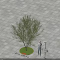 Shrub In Circular Planting Area With 1.5m Diameter 1.8m Height On Square Paved Ground