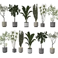 Various Stylish Bonsai Potted Plants With Different Plant Types And Decorative Pots