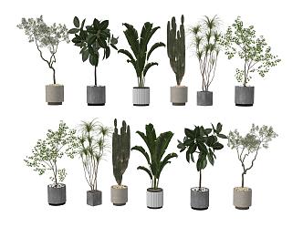 Indoor Potted Landscape Plants Tropical Plants Flower Pot Ornaments Home Plants Greening Big Bonsai Cactus South Tianzhu Oil Bark Tree 3d model