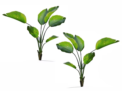 Green Plants With Large Green Leaves Long Striped Foliage Visible Veins And Slender Stems 3d model