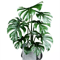 Potted Monstera Plant With Large Leaves In Gray Bag And Close Up Leaf Texture