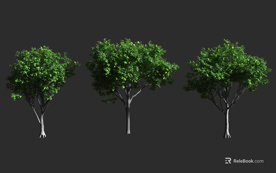 Three Arbor Trees With Green Leaves And White Trunks On Dark Background 3d model 