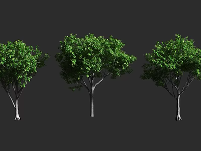 Three Arbor Trees With Green Leaves And White Trunks On Dark Background 3d model