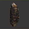 3D Rendered Brown Pine Cone With Detailed Spiky Texture And Hollow Openings