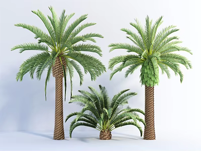 Three Palms With Tall And Short Trunks And Lush Green Fronds On Light Blue Background 3d model