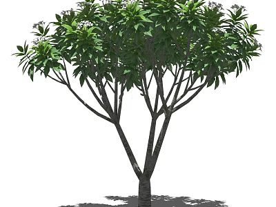 Lush Green Arbor Tree With Dense Foliage And Strong Trunk For Garden Landscaping 3d model