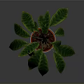 Potted Houseplant with Green and Dark Purple Leaves in Silver Pot on White Background