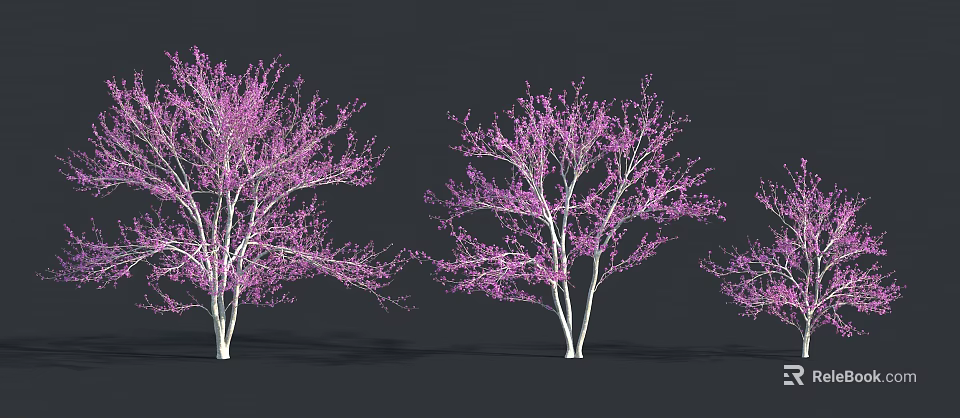 Beautiful Trees With Pink Flowers And White Trunks Against Dark Background 3d model
