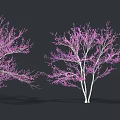 Beautiful Trees With Pink Flowers And White Trunks Against Dark Background 3d model