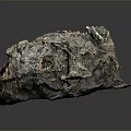 Organ Specimen With Hair Like Fibrous Textured Surface And Irregular Shape