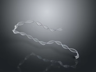 Detailed DNA Double Helix Structure With 3D Rendering And Reflective Surface On Gray Background 3d model