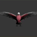 Flying Bird With Pink Chest Gray Wings And White Head Against Dark Background