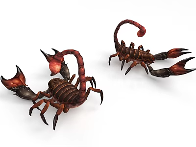 Two Red And Black Scorpion Reptiles With Curled Tails And Raised Claws 3d model