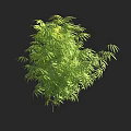 Tall Arbor With Lush Green Foliage And Sunlit Leaves In Natural Scene