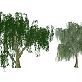 Two Weeping Willow Trees With Green Leaves And Long Hanging Branches