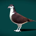 A brown and white pigeon standing on green background with visible shadow 3d model
