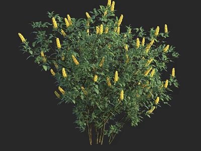 Lush Green Leaf Shrub With Vibrant Yellow Flowers On Black Background 3d model
