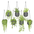 Hanging Green Plants In Black Pots For Indoor Home Decor With Lush Foliage