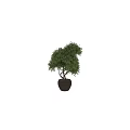 Bonsai Tree With Twisted Trunk And Lush Green Leaves In Ceramic Pot