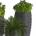 Bonsai Potted Plants in Gray Textured Planters with Lush Green Foliage for Indoor Decor