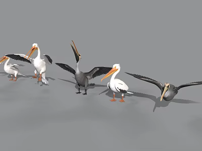 Pelicans In Various Postures Standing And Spreading Wings With White Gray Plumage 3d model