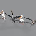 Pelicans In Various Postures Standing And Spreading Wings With White Gray Plumage