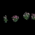Colorful Garden Plants With Purple And Orange Blooms And Lush Green Leaves