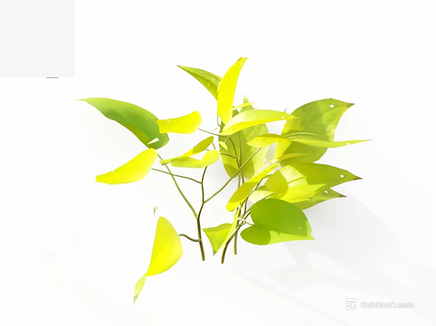 Fresh Vibrant Yellow Green Leaves Plant Foliage On White Background 3d model 
