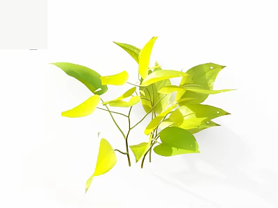 Fresh Vibrant Yellow Green Leaves Plant Foliage On White Background 3d model