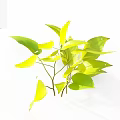 Fresh Vibrant Yellow Green Leaves Plant Foliage On White Background
