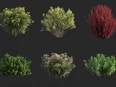 Various Ornamental Garden Shrubs with Green Red and Flowering Foliage Shapes 3d model