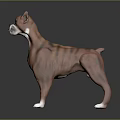 Brown and White Striped Boxer Dog Standing in Studio with Smooth Surface 3d model