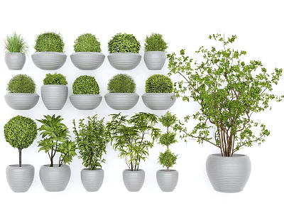 Decorative Bonsai Potted Plants in White Containers with Various Green Shapes and Sizes 3d model