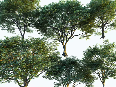 Lush Green Trees With Dense Foliage Thick Trunks And Exposed Roots 3d model